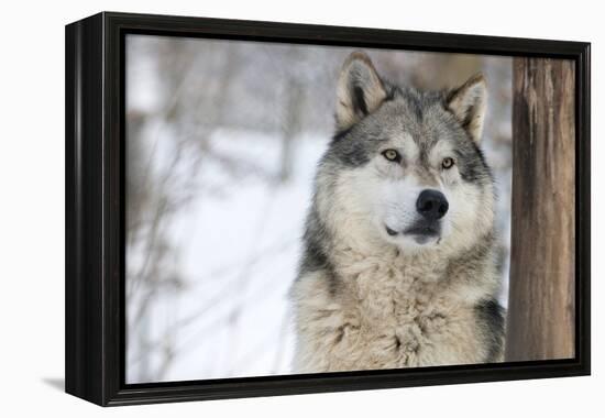 North American Timber Wolf (Canis Lupus) in Forest-Louise Murray-Framed Premier Image Canvas