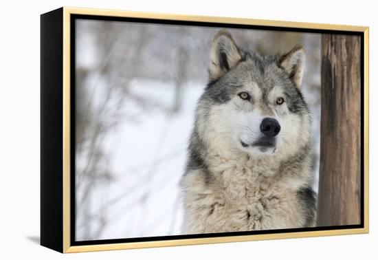 North American Timber Wolf (Canis Lupus) in Forest-Louise Murray-Framed Premier Image Canvas