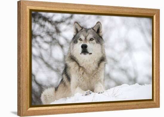 North American Timber Wolf (Canis Lupus) in Forest-Louise Murray-Framed Premier Image Canvas