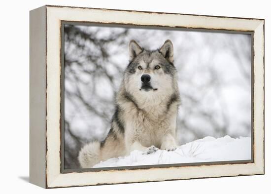 North American Timber Wolf (Canis Lupus) in Forest-Louise Murray-Framed Premier Image Canvas