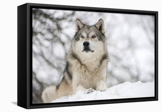 North American Timber Wolf (Canis Lupus) in Forest-Louise Murray-Framed Premier Image Canvas