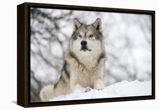 North American Timber Wolf (Canis Lupus) in Forest-Louise Murray-Framed Premier Image Canvas