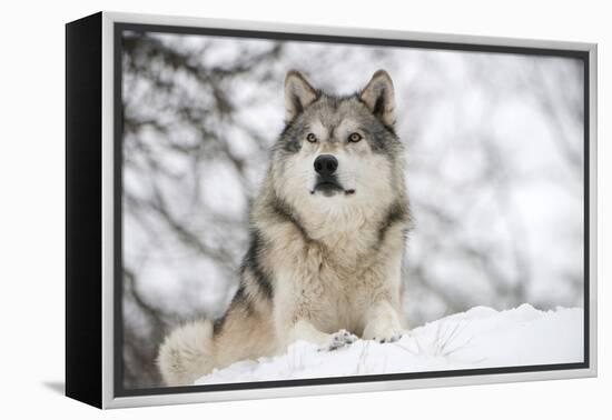 North American Timber Wolf (Canis Lupus) in Forest-Louise Murray-Framed Premier Image Canvas