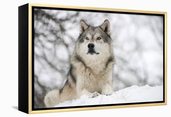 North American Timber Wolf (Canis Lupus) in Forest-Louise Murray-Framed Premier Image Canvas