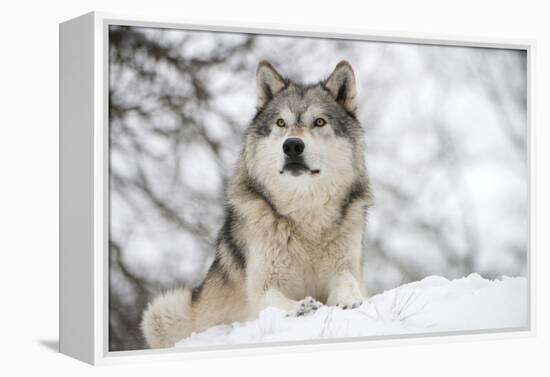 North American Timber Wolf (Canis Lupus) in Forest-Louise Murray-Framed Premier Image Canvas