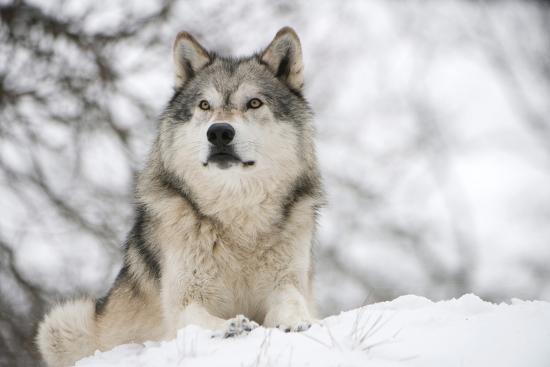 north american timber wolf canis lupus in forest photographic