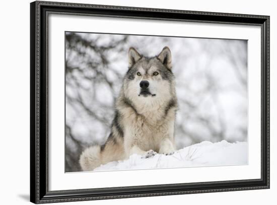 North American Timber Wolf (Canis Lupus) in Forest-Louise Murray-Framed Photographic Print