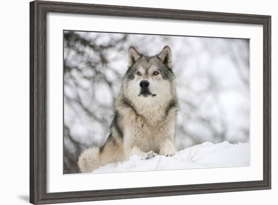 North American Timber Wolf (Canis Lupus) in Forest-Louise Murray-Framed Photographic Print