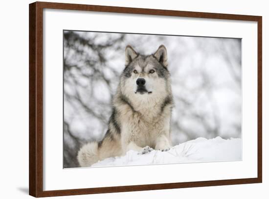 North American Timber Wolf (Canis Lupus) in Forest-Louise Murray-Framed Photographic Print