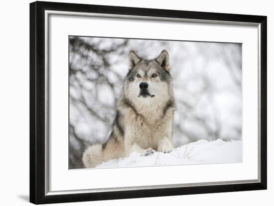 North American Timber Wolf (Canis Lupus) in Forest-Louise Murray-Framed Photographic Print