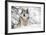 North American Timber Wolf (Canis Lupus) in Forest-Louise Murray-Framed Photographic Print