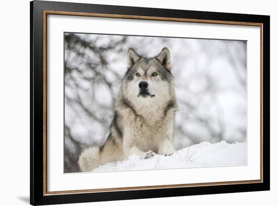 North American Timber Wolf (Canis Lupus) in Forest-Louise Murray-Framed Photographic Print