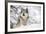 North American Timber Wolf (Canis Lupus) in Forest-Louise Murray-Framed Photographic Print