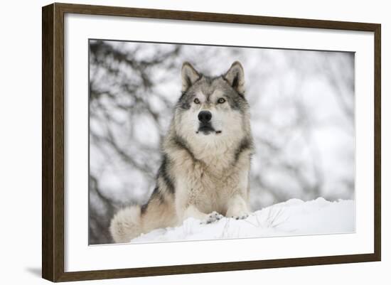 North American Timber Wolf (Canis Lupus) in Forest-Louise Murray-Framed Photographic Print