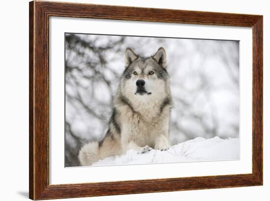 North American Timber Wolf (Canis Lupus) in Forest-Louise Murray-Framed Photographic Print