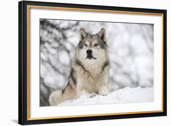 North American Timber Wolf (Canis Lupus) in Forest-Louise Murray-Framed Photographic Print