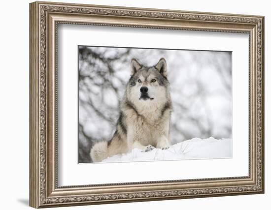 North American Timber Wolf (Canis Lupus) in Forest-Louise Murray-Framed Photographic Print