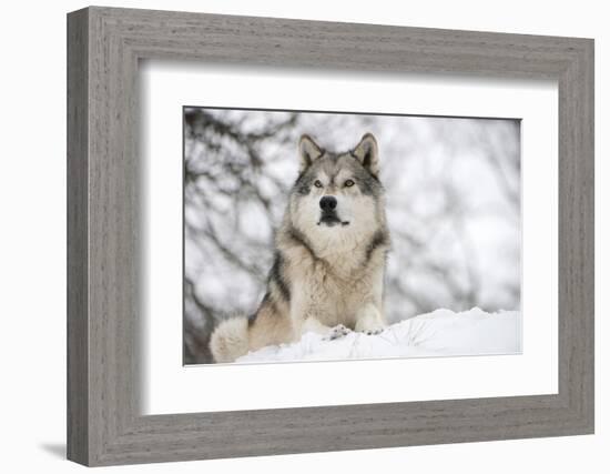 North American Timber Wolf (Canis Lupus) in Forest-Louise Murray-Framed Photographic Print