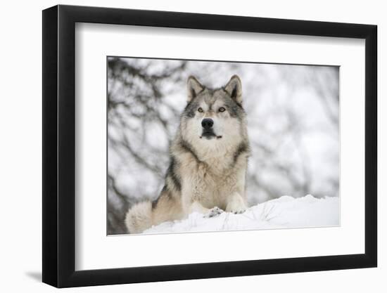 North American Timber Wolf (Canis Lupus) in Forest-Louise Murray-Framed Photographic Print