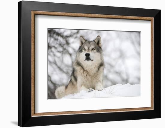 North American Timber Wolf (Canis Lupus) in Forest-Louise Murray-Framed Photographic Print