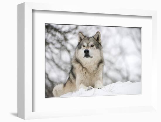 North American Timber Wolf (Canis Lupus) in Forest-Louise Murray-Framed Photographic Print