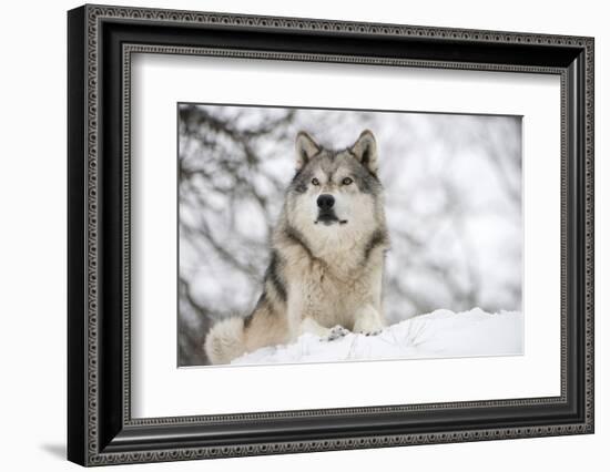 North American Timber Wolf (Canis Lupus) in Forest-Louise Murray-Framed Photographic Print