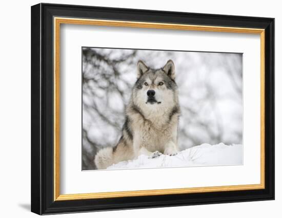 North American Timber Wolf (Canis Lupus) in Forest-Louise Murray-Framed Photographic Print