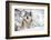 North American Timber Wolf (Canis Lupus) in Forest-Louise Murray-Framed Photographic Print