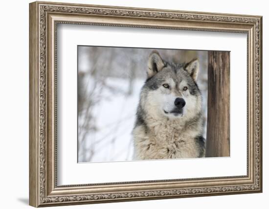 North American Timber Wolf (Canis Lupus) in Forest-Louise Murray-Framed Photographic Print