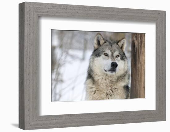 North American Timber Wolf (Canis Lupus) in Forest-Louise Murray-Framed Photographic Print