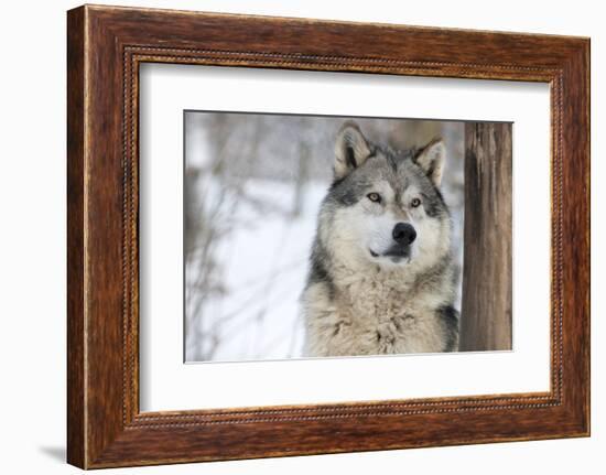 North American Timber Wolf (Canis Lupus) in Forest-Louise Murray-Framed Photographic Print