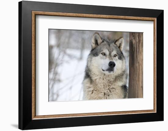 North American Timber Wolf (Canis Lupus) in Forest-Louise Murray-Framed Photographic Print