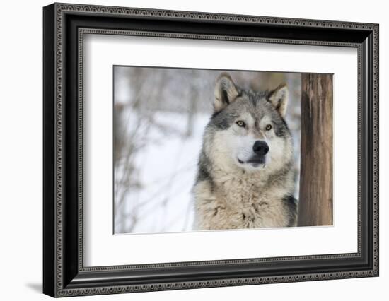 North American Timber Wolf (Canis Lupus) in Forest-Louise Murray-Framed Photographic Print