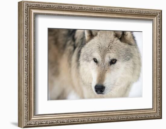 North American Timber Wolf (Canis Lupus) in Forest-Louise Murray-Framed Photographic Print