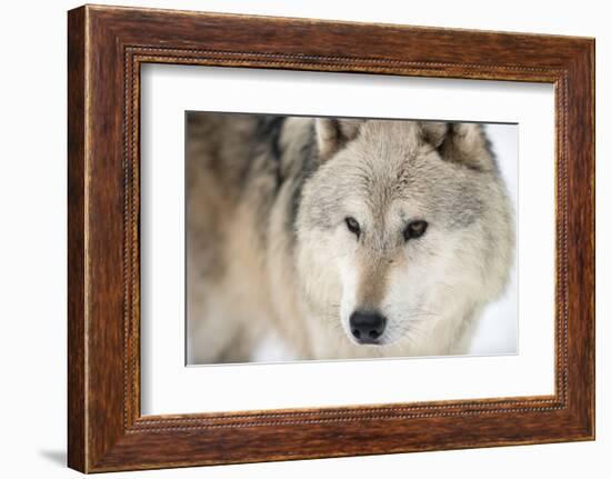 North American Timber Wolf (Canis Lupus) in Forest-Louise Murray-Framed Photographic Print