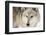 North American Timber Wolf (Canis Lupus) in Forest-Louise Murray-Framed Photographic Print