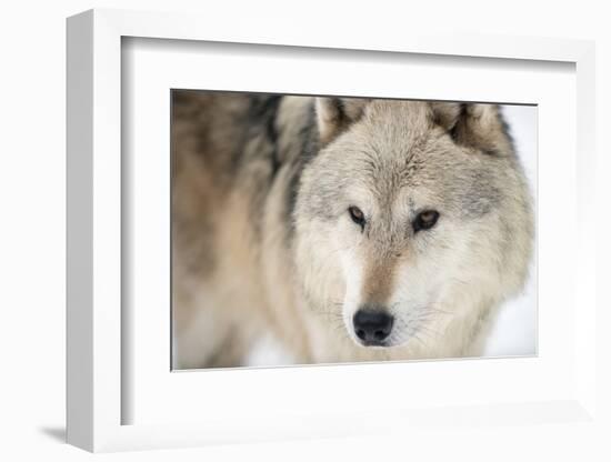 North American Timber Wolf (Canis Lupus) in Forest-Louise Murray-Framed Photographic Print