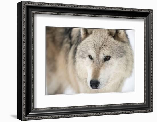 North American Timber Wolf (Canis Lupus) in Forest-Louise Murray-Framed Photographic Print