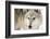 North American Timber Wolf (Canis Lupus) in Forest-Louise Murray-Framed Photographic Print