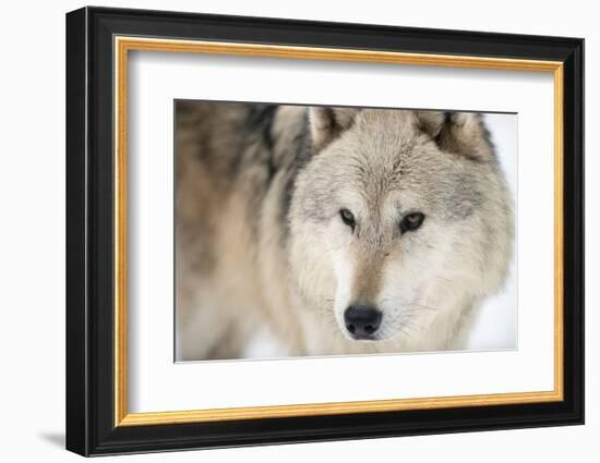 North American Timber Wolf (Canis Lupus) in Forest-Louise Murray-Framed Photographic Print