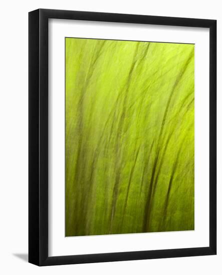 North Carolina, Great Smoky Mountains National Park, Abstract of Trees Created by Moving Camera-Ann Collins-Framed Photographic Print