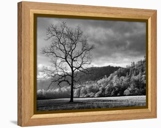 North Carolina, Great Smoky Mountains National Park, Storm Clearing at Dawn in Cataloochee Valley-Ann Collins-Framed Premier Image Canvas