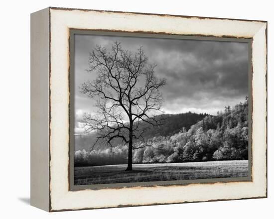 North Carolina, Great Smoky Mountains National Park, Storm Clearing at Dawn in Cataloochee Valley-Ann Collins-Framed Premier Image Canvas