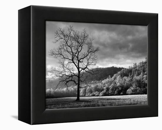 North Carolina, Great Smoky Mountains National Park, Storm Clearing at Dawn in Cataloochee Valley-Ann Collins-Framed Premier Image Canvas