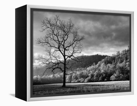 North Carolina, Great Smoky Mountains National Park, Storm Clearing at Dawn in Cataloochee Valley-Ann Collins-Framed Premier Image Canvas