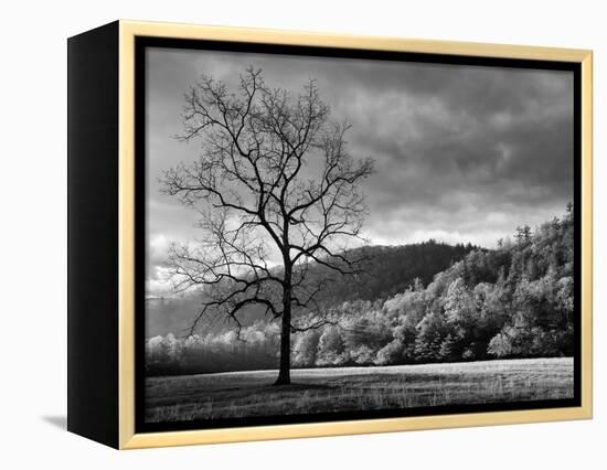 North Carolina, Great Smoky Mountains National Park, Storm Clearing at Dawn in Cataloochee Valley-Ann Collins-Framed Premier Image Canvas