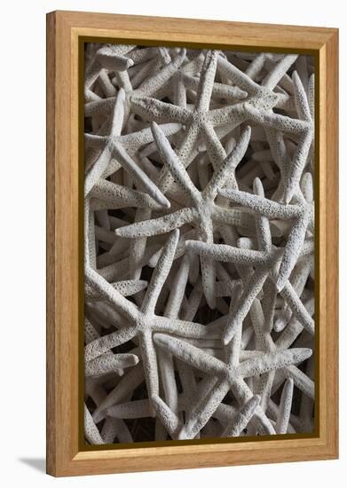 North Carolina, Outer Banks National Seashore, Corolla, Dried Starfish-Walter Bibikow-Framed Premier Image Canvas