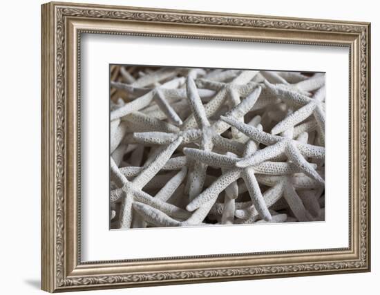 North Carolina, Outer Banks National Seashore, Corolla, Dried Starfish-Walter Bibikow-Framed Photographic Print