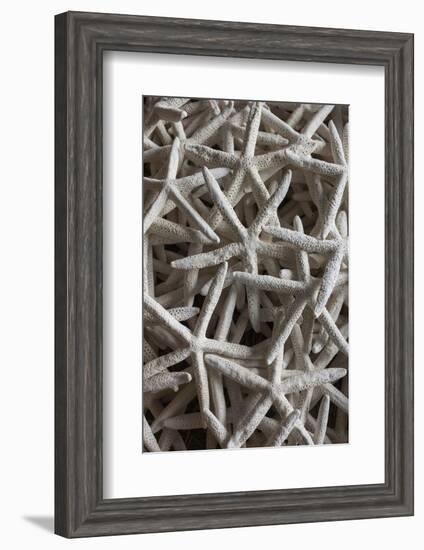 North Carolina, Outer Banks National Seashore, Corolla, Dried Starfish-Walter Bibikow-Framed Photographic Print