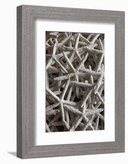 North Carolina, Outer Banks National Seashore, Corolla, Dried Starfish-Walter Bibikow-Framed Photographic Print